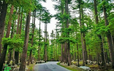 Ushu Pine Forest Kalam